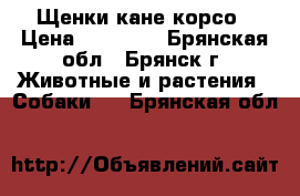 Щенки кане корсо › Цена ­ 17 000 - Брянская обл., Брянск г. Животные и растения » Собаки   . Брянская обл.